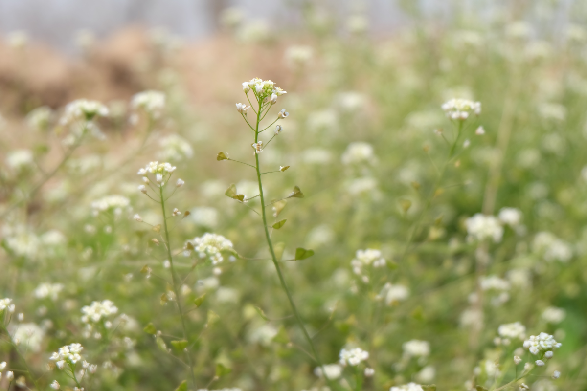 Spring Allergies and Your Skin: How to Calm Sensitivity and Redness
